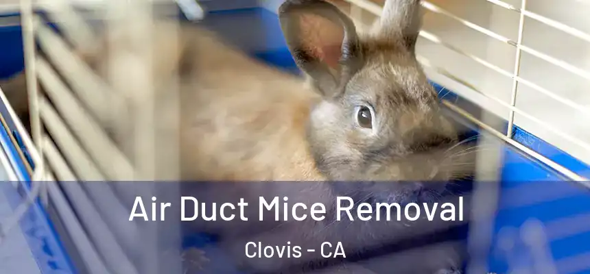  Air Duct Mice Removal Clovis - CA