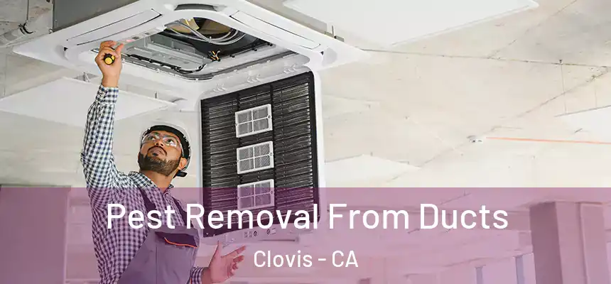Pest Removal From Ducts Clovis - CA